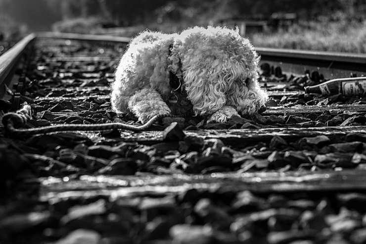 cane randagio salva senzatetto binari