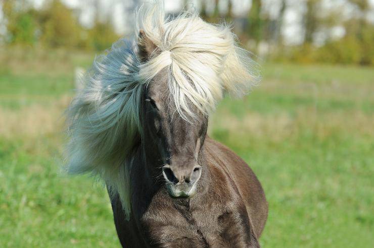 Come curare il manto del cavallo Come curare il manto del cavallo