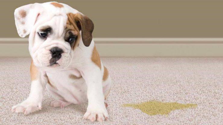Il cane fa i bisogni ovunque: le possibili cause e i rimedi il cane fa i bisogni ovunque