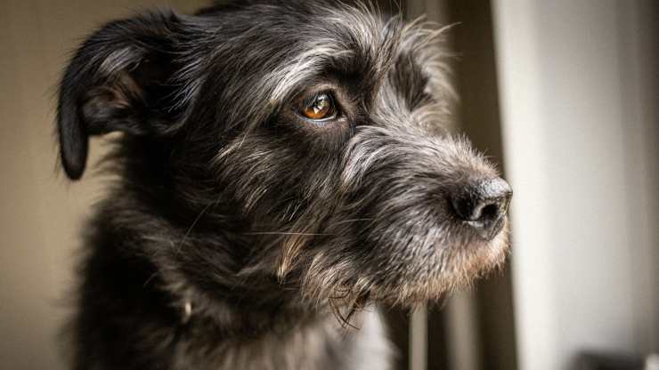 cane con peli bianchi il cane ha i peli bianchi