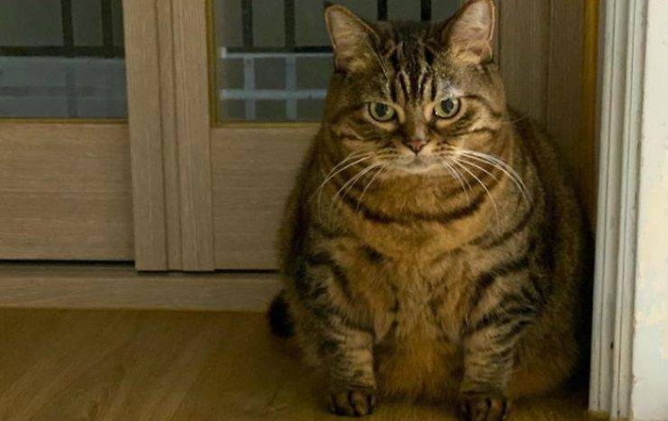 il gatto Manggo