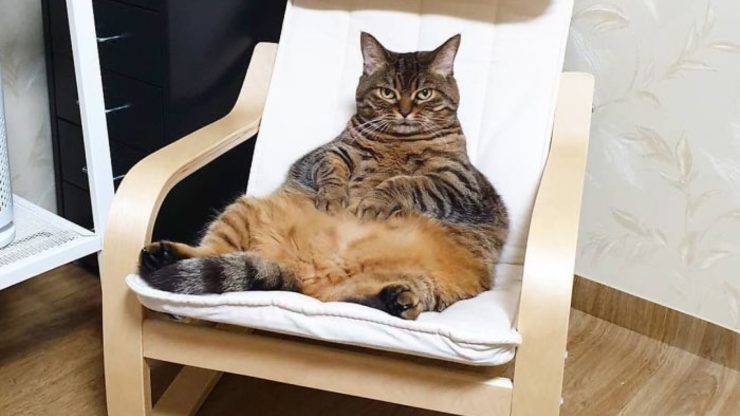 Il gatto più grasso del mondo star del web: un felino da milioni di followers il gatto più grasso del mondo