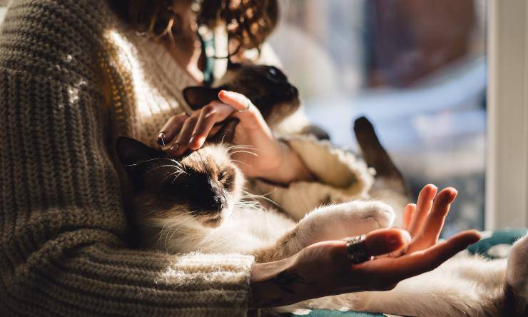 il gatto riduce lo stress perché