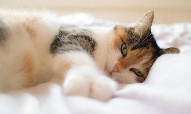 le fusa del gatto riducono lo stress
