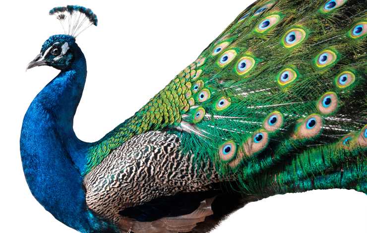 pavone blu