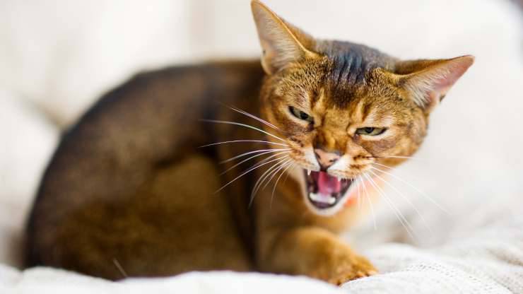 perché gatto ringhia