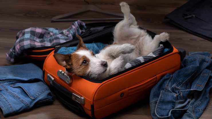 cane sui vestiti perché il cane dorme sui vestiti