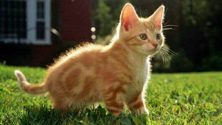 Perché il gatto non vuole entrare in casa? Ecco i motivi perché il gatto non vuole entrare in casa
