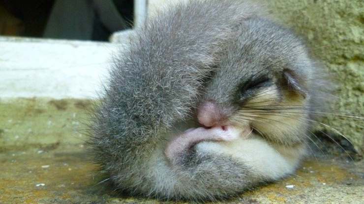 perché si dice dormire come ghiro