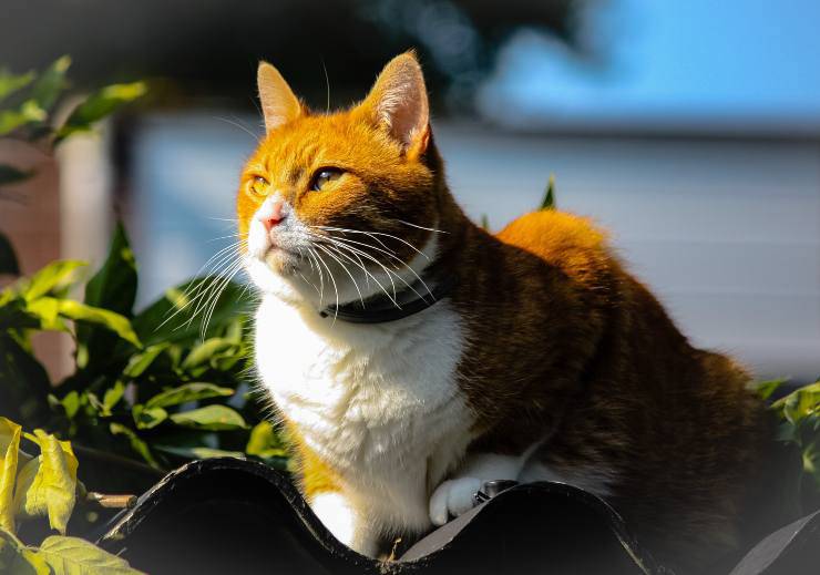 Il comportamento felino
