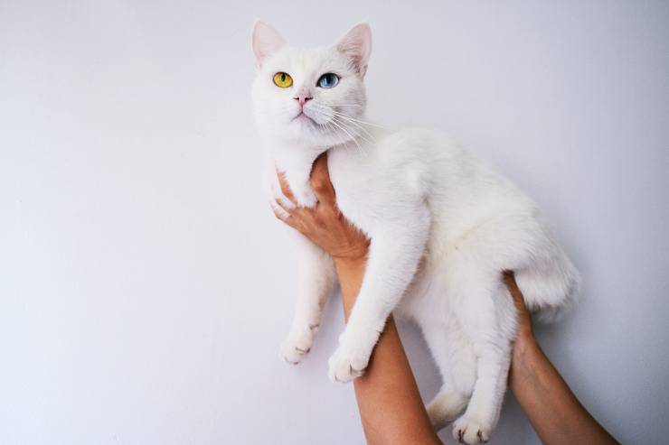 Gatti perfetti per chi è single