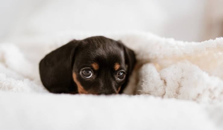 Il cane e la stranguria