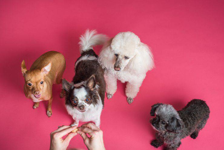 Snack nocivi per fido