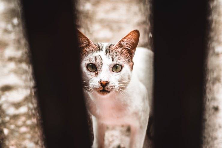 Razze feline che cacciano i topi