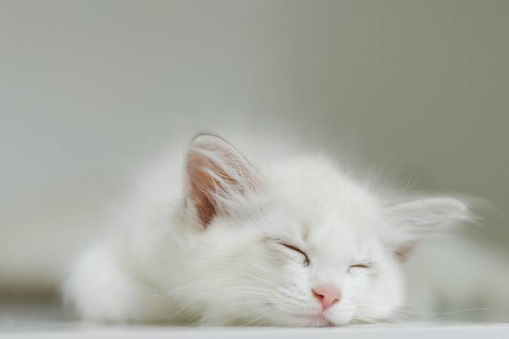 L'atteggiamento del felino