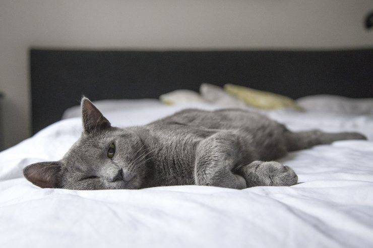 Razze di gatti che perdono più pelo Razze di gatti che perdono più pelo