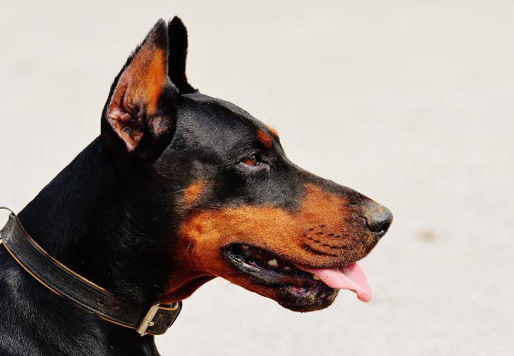 L'aggressività del cane