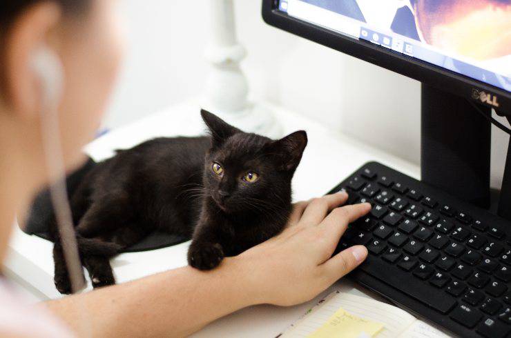 Gatti perfetti per i single