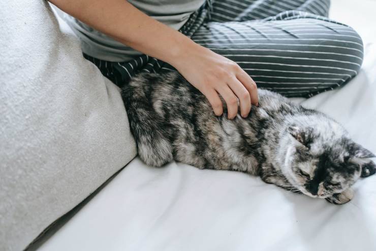 L'affetto del gatto