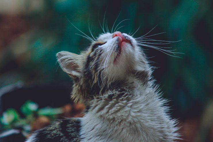 Il gatto e il suo atteggiamento