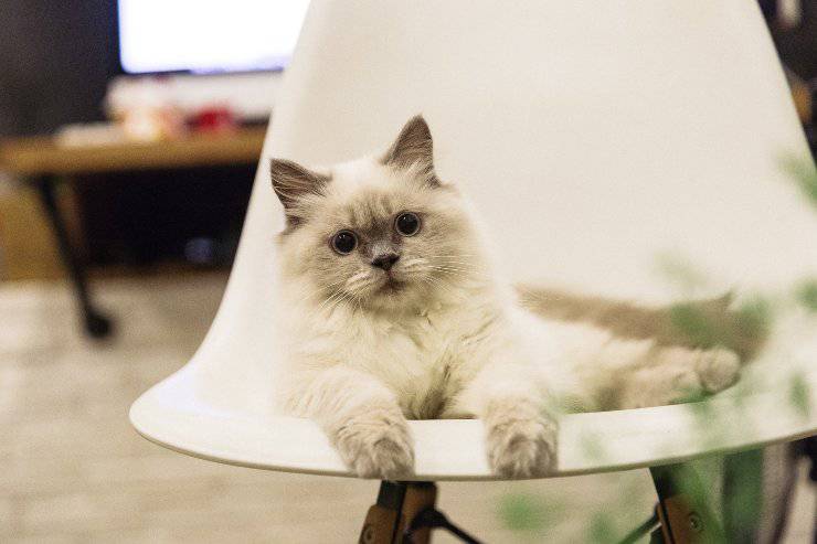 Gatti che amano la vita domestica