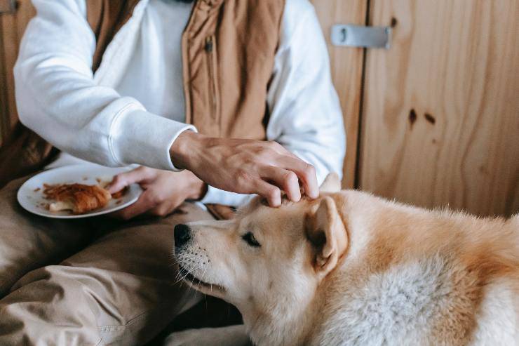 Cane guarda il cibo