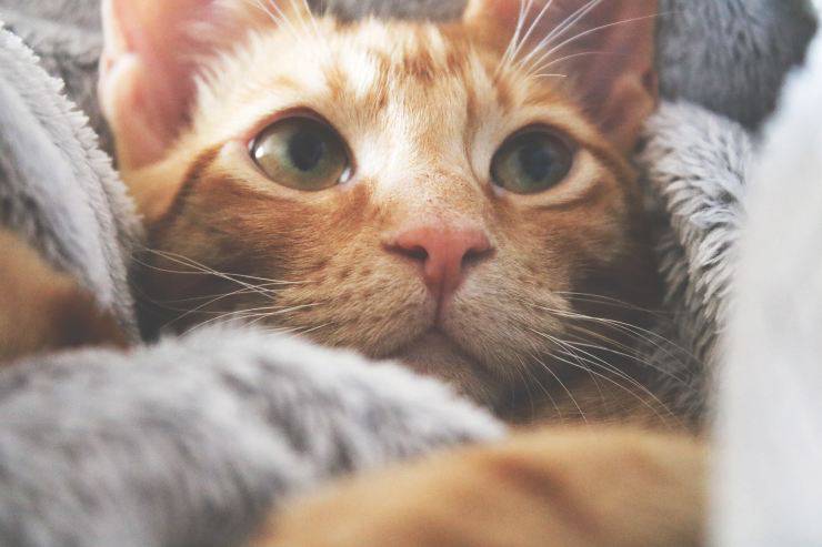 La perdita di pelo nei gatti