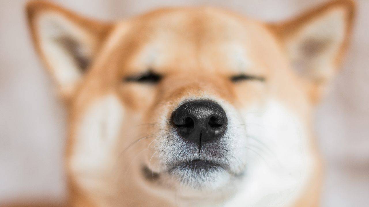 più potente olfatto udito cane