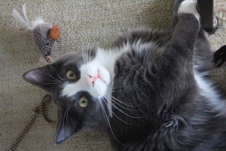 Il felino e il suo atteggiamento