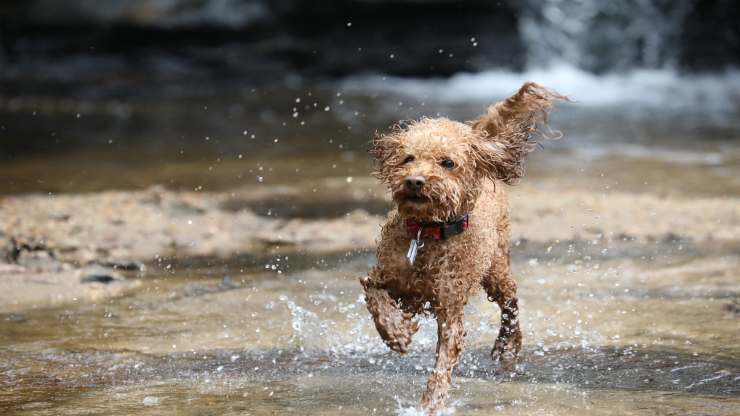 Cagnolino in corsa (Foto Pixabay)