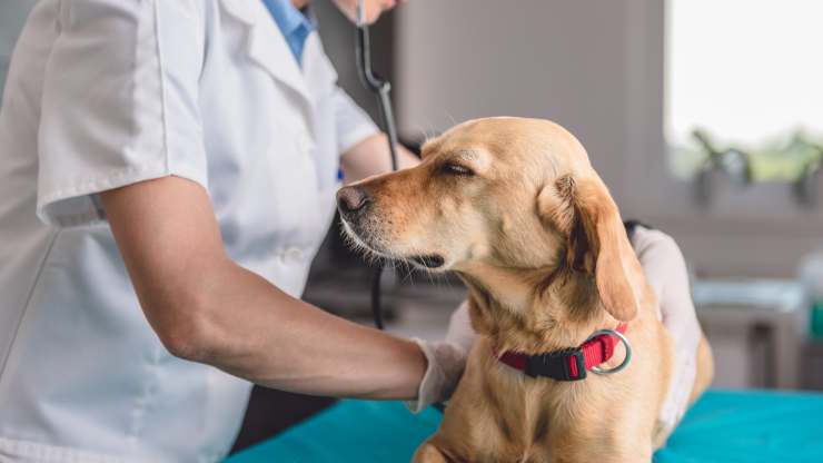 cane malato dal veterinario prototecosi cane