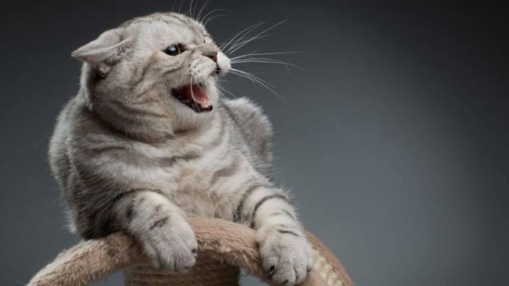 La pubertà del gatto: quando si manifesta e come affrontarla La pubertà del gatto