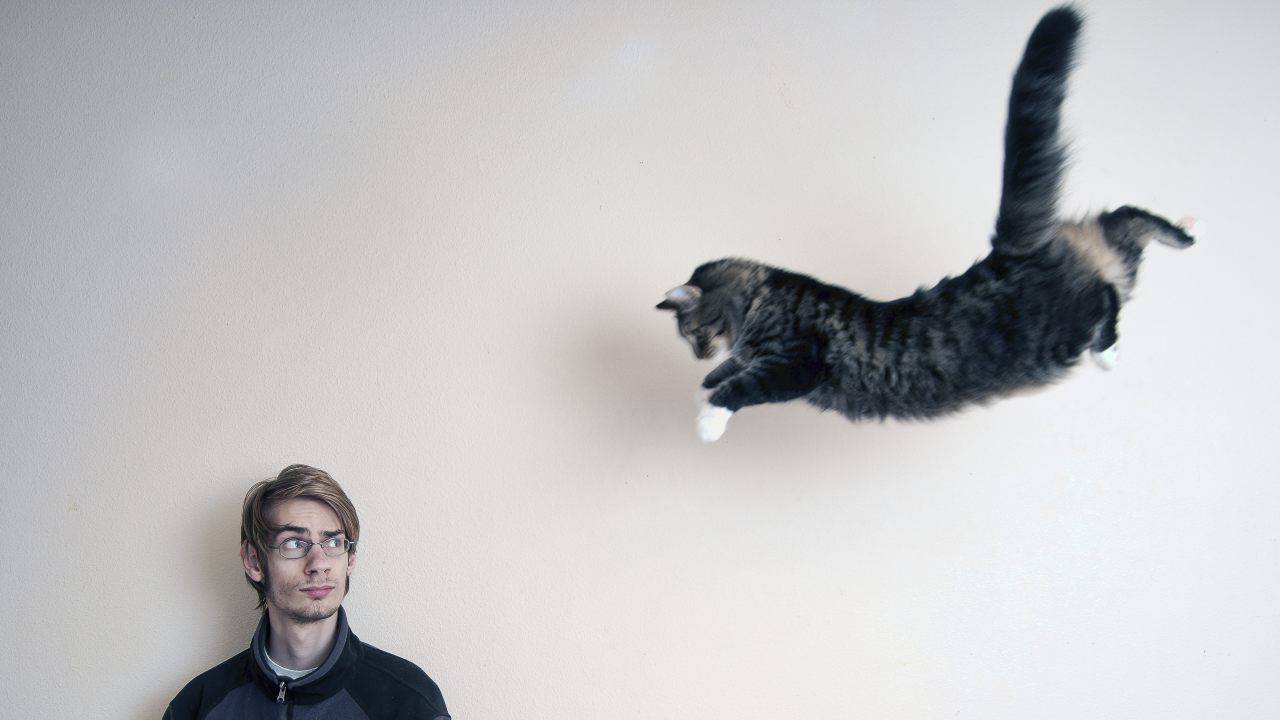 salto gatto quanto può saltare gatto