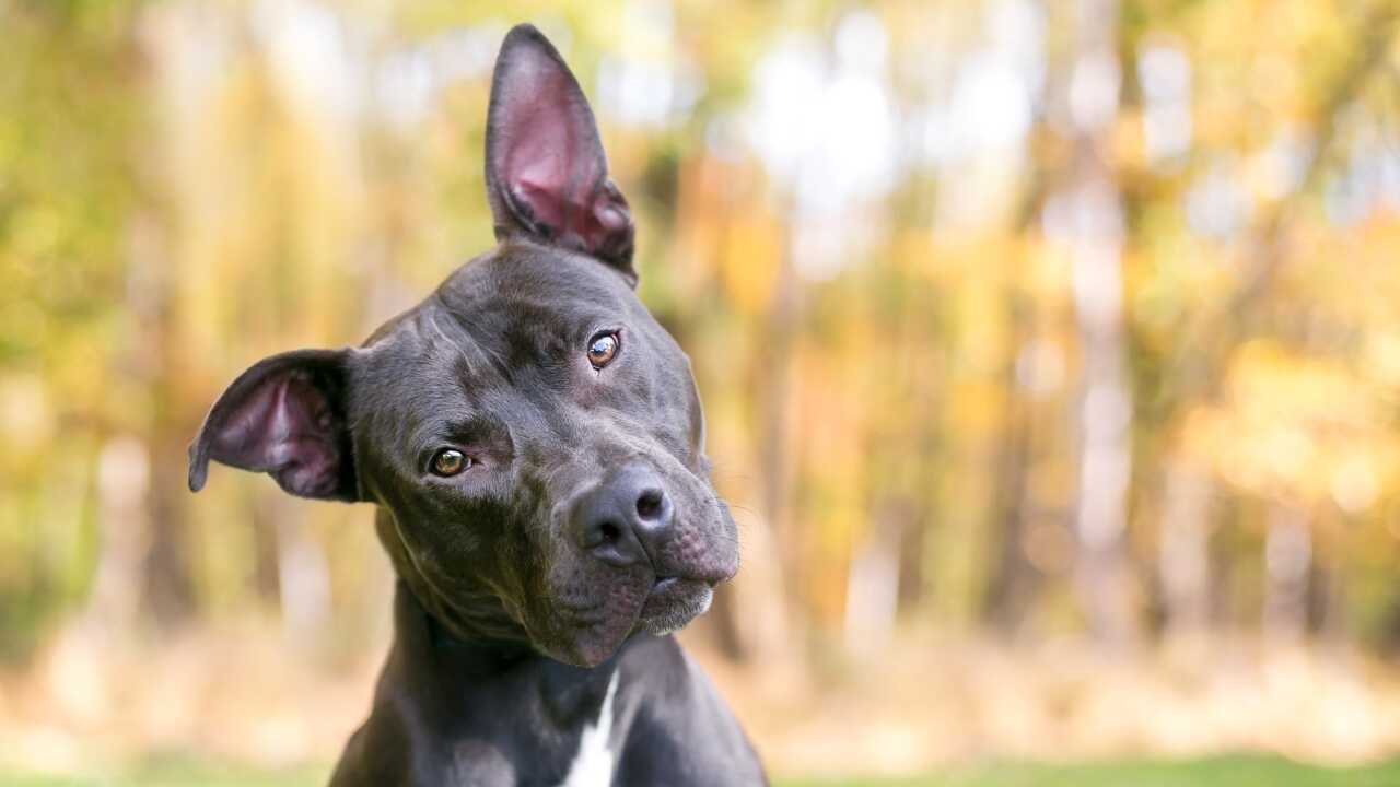 quanto lontano cane sentire rumori