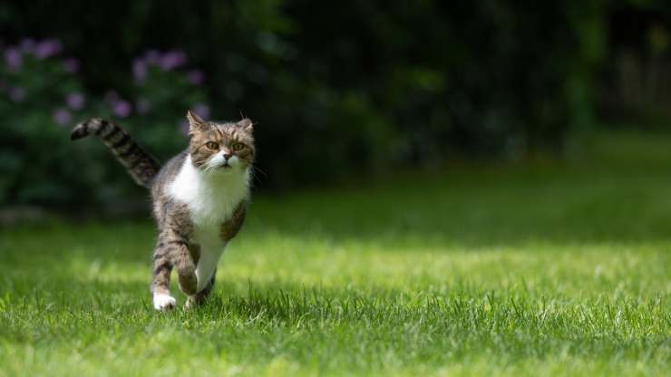 quanto velocemente può correre gatto