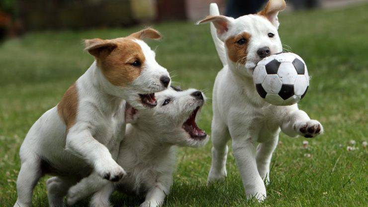 Razze di cani iperattivi: quali sono e le loro caratteristiche razze di cani iperattivi