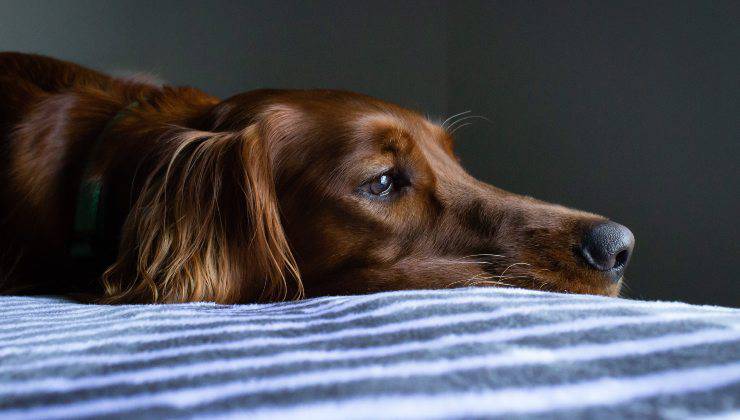 Fido tosse