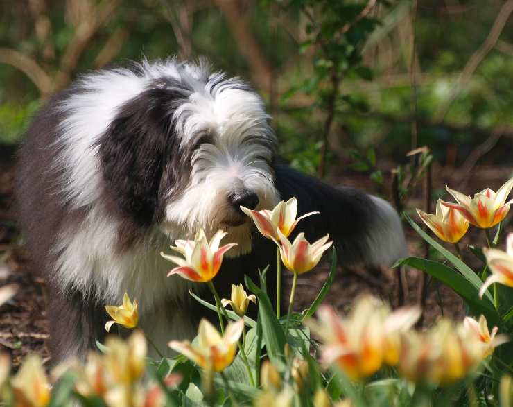 Cagnolini tanto soffici