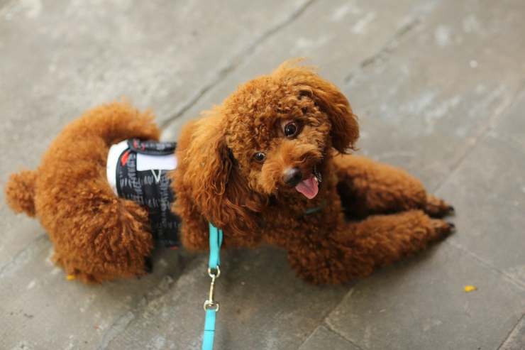Cagnolino in posa (Foto Pixabay)