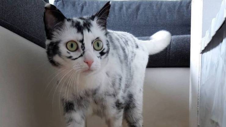 gatto con macchie bianche vitiligine gatto