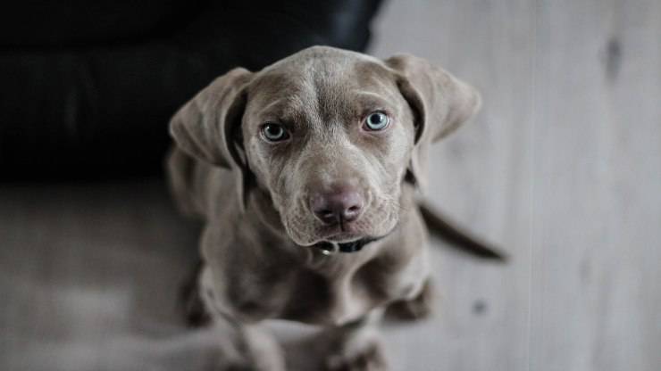 Sguardo malinconico (Foto Pixabay)