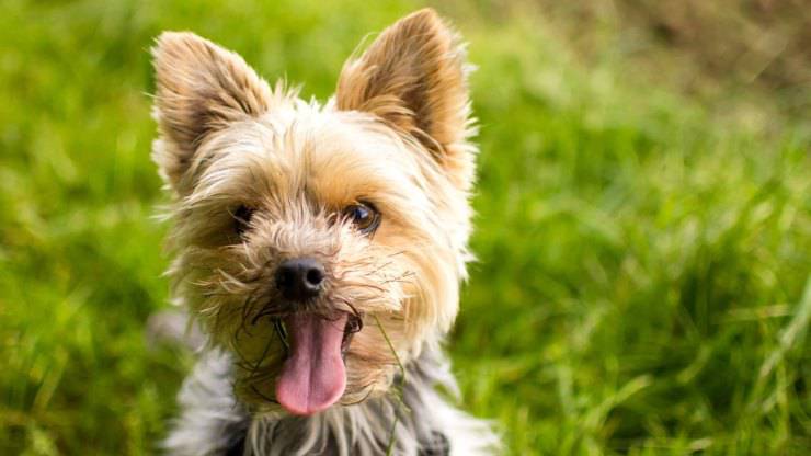 cane yorkshire terrier alimentazione dieta mangiare