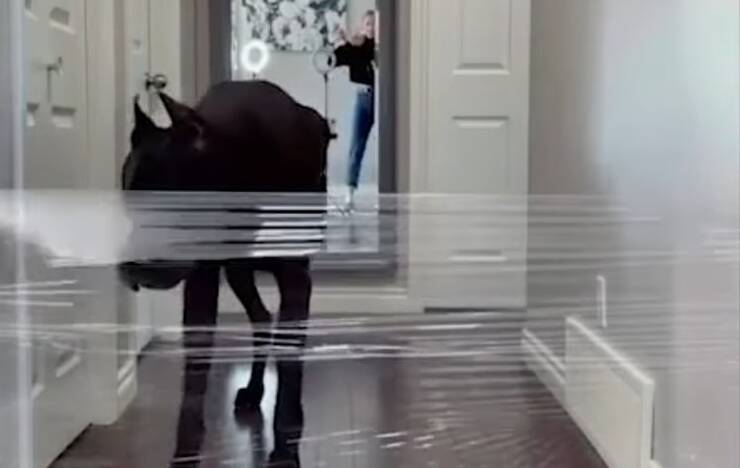 Zeus il cane a cui è stato fatto uno scherzo con la pellicola trasparente che ha divertito il we