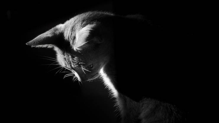 visione notturna dei gatti