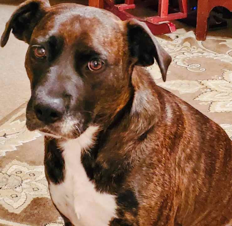 cane mai avuto cuccia gioccatolo