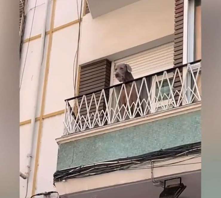 cane lancia pallina balcone passanti