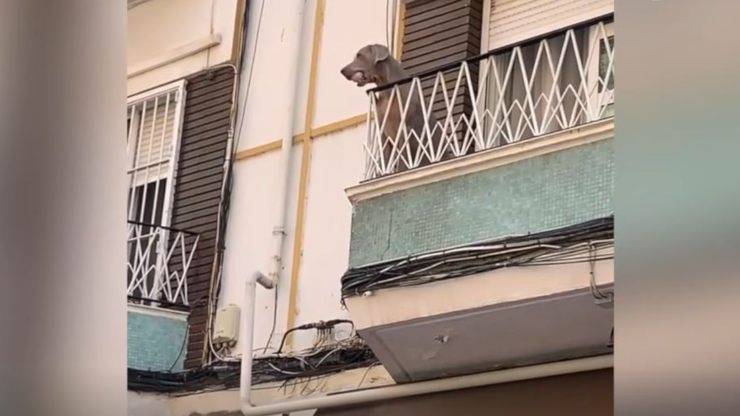 cane balcone gioca pallina video
