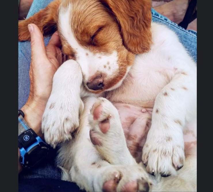 cane cammina umano