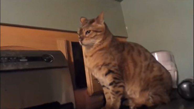 video gatto ninja 