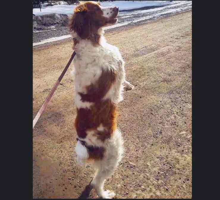 cane camminare due zampe